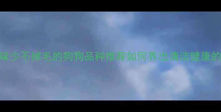 图片 10种体味少不掉毛的狗狗品种推荐如何养出清洁健康的宠物犬