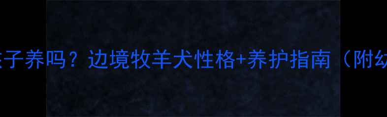 图片 1️⃣边牧适合孩子养吗？边境牧羊犬性格+养护指南（附幼犬选购全攻略）
