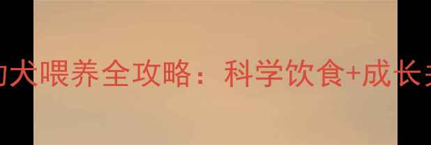 图片 2个月比熊幼犬喂养全攻略：科学饮食+成长关键期指南1