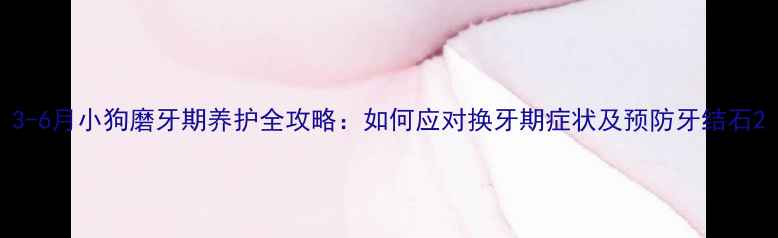 图片 3-6月小狗磨牙期养护全攻略：如何应对换牙期症状及预防牙结石2