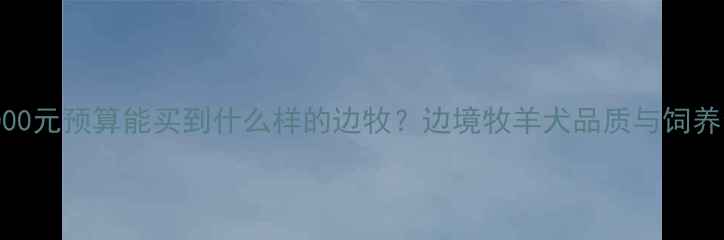 图片 3000元预算能买到什么样的边牧？边境牧羊犬品质与饲养全