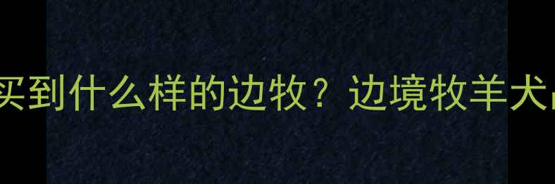 图片 3000元预算能买到什么样的边牧？边境牧羊犬品质与饲养全1
