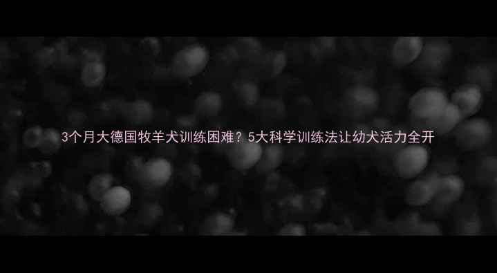 图片 3个月大德国牧羊犬训练困难？5大科学训练法让幼犬活力全开