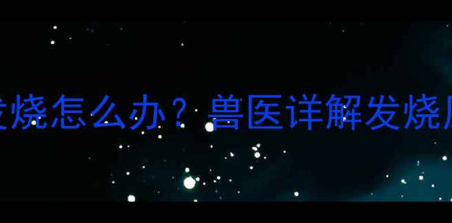 图片 3个月小猫反复发烧怎么办？兽医详解发烧原因+护理全攻略