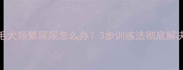 图片 9个月大金毛犬频繁尿尿怎么办？3步训练法彻底解决乱尿问题2