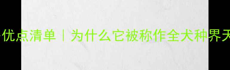 图片 ✨拉布拉多优点清单｜为什么它被称作全犬种界天花板？🐾1