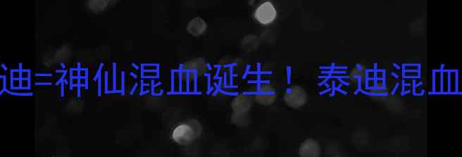 图片 ✨红色泰迪配灰色泰迪=神仙混血诞生！泰迪混血品种全+饲养指南🐾1
