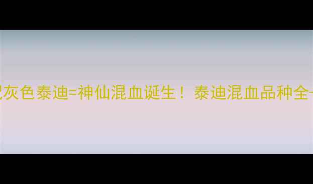 图片 ✨红色泰迪配灰色泰迪=神仙混血诞生！泰迪混血品种全+饲养指南🐾2