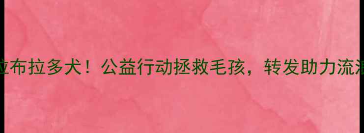 图片 ✨西安免费领养拉布拉多犬！公益行动拯救毛孩，转发助力流浪动物家庭团聚🐾