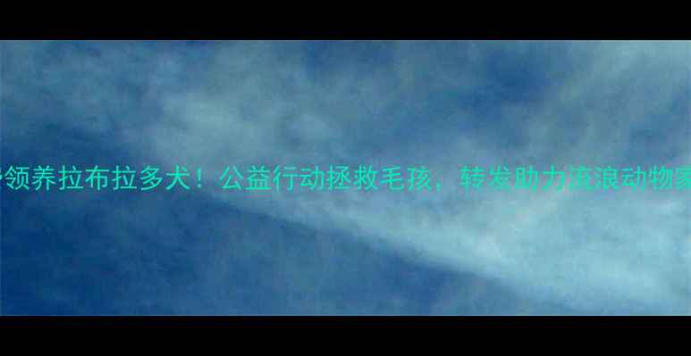 图片 ✨西安免费领养拉布拉多犬！公益行动拯救毛孩，转发助力流浪动物家庭团聚🐾1