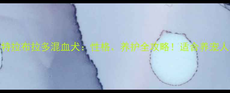 图片 ✨超全惠比特拉布拉多混血犬：性格、养护全攻略！适合养宠人的终极选择