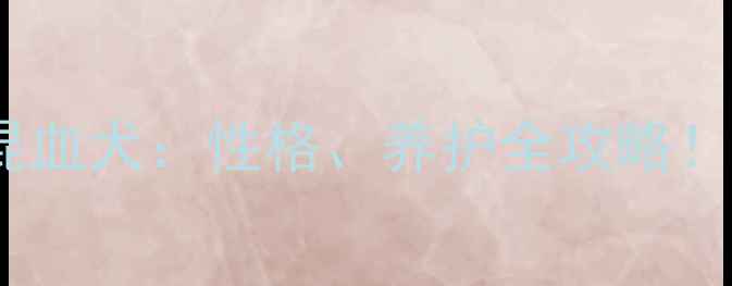 图片 ✨超全惠比特拉布拉多混血犬：性格、养护全攻略！适合养宠人的终极选择2