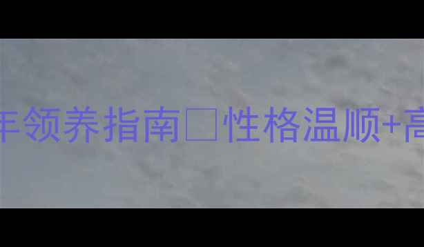 图片 ✨边境牧羊犬领养全攻略｜成年犬1年领养指南🐾性格温顺+高智商犬种🔥附详细流程和避坑清单2