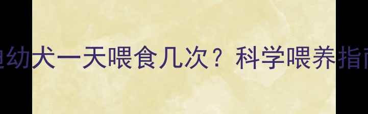 图片 一个月大的泰迪幼犬一天喂食几次？科学喂养指南与营养搭配全