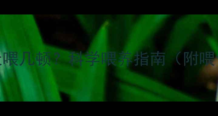 图片 三个月泰迪幼犬一天喂几顿？科学喂养指南（附喂食表+注意事项）🐾1