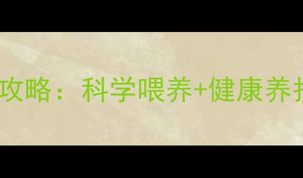 图片 三个月美短猫全攻略：科学喂养+健康养护+常见问题解决