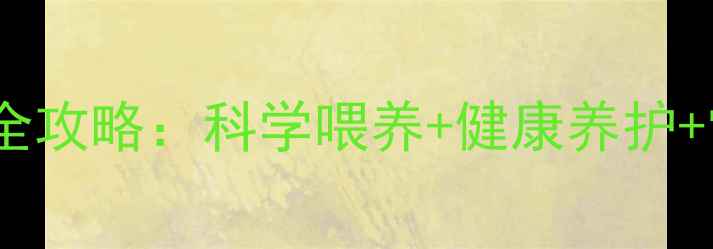 图片 三个月美短猫全攻略：科学喂养+健康养护+常见问题解决1