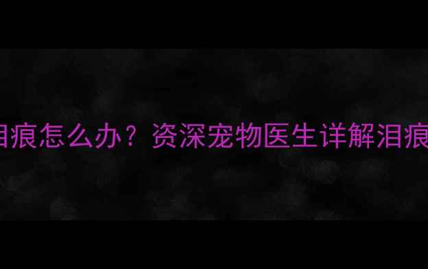 图片 两个月大泰迪犬出现泪痕怎么办？资深宠物医生详解泪痕成因与快速解决方案1
