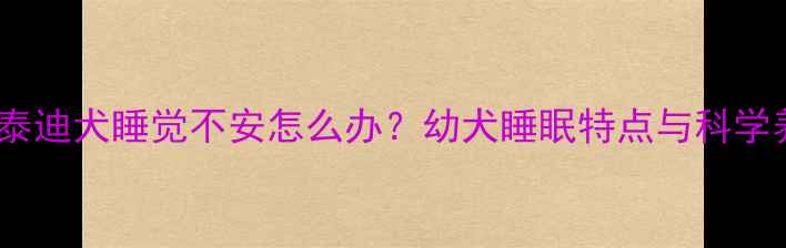 图片 两个月大泰迪犬睡觉不安怎么办？幼犬睡眠特点与科学养护指南1