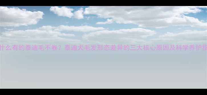 图片 为什么有的泰迪毛不卷？泰迪犬毛发形态差异的三大核心原因及科学养护指南