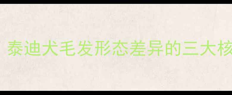 图片 为什么有的泰迪毛不卷？泰迪犬毛发形态差异的三大核心原因及科学养护指南2