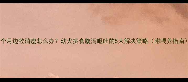 图片 五个月边牧消瘦怎么办？幼犬挑食腹泻呕吐的5大解决策略（附喂养指南）1