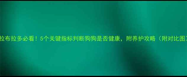 图片 养拉布拉多必看！5个关键指标判断狗狗是否健康，附养护攻略（附对比图）1