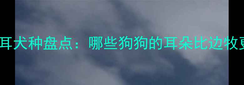 图片 十大长耳犬种盘点：哪些狗狗的耳朵比边牧更长？1
