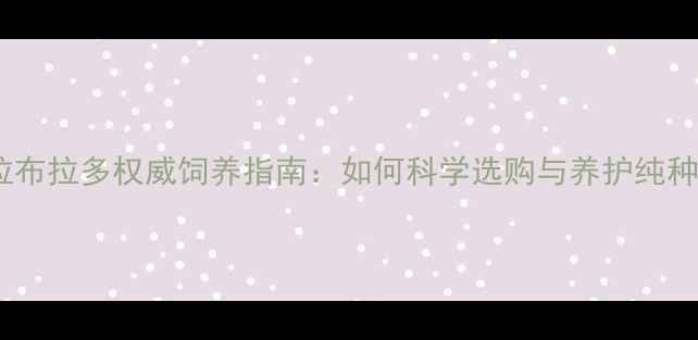 图片 单血统拉布拉多权威饲养指南：如何科学选购与养护纯种贵宾犬2