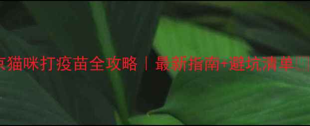 图片 南京猫咪打疫苗全攻略｜最新指南+避坑清单🐱💉1