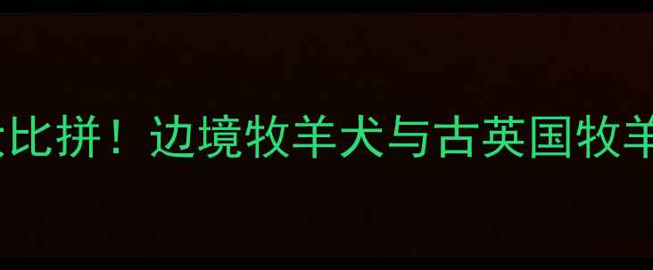 图片 古牧vs边牧：牧羊犬智商大比拼！边境牧羊犬与古英国牧羊犬的智力差异与饲养指南2