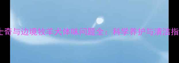 图片 哈士奇与边境牧羊犬体味问题全：科学养护与清洁指南2