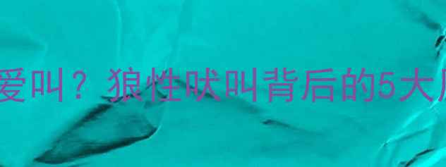 图片 哈士奇为什么总爱叫？狼性吠叫背后的5大原因及训练方法2