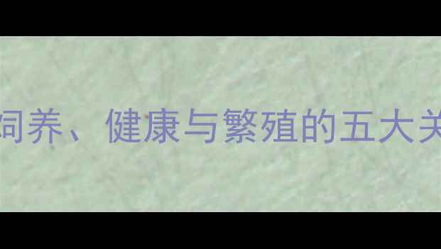 图片 哈士奇公狗vs母狗全攻略：饲养、健康与繁殖的五大关键区别（附科学养护指南）