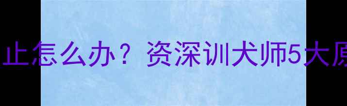 图片 哈士奇半夜狂吠不止怎么办？资深训犬师5大原因+实操解决方案