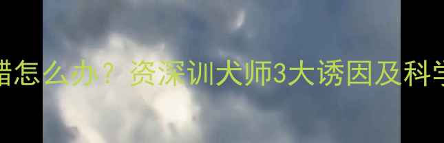 图片 哈士奇吃醋怎么办？资深训犬师3大诱因及科学应对方法