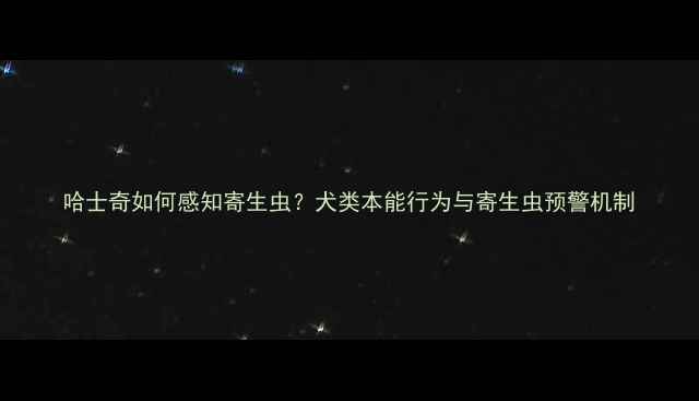 图片 哈士奇如何感知寄生虫？犬类本能行为与寄生虫预警机制