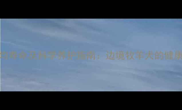 图片 哈士奇平均寿命及科学养护指南：边境牧羊犬的健康管理密码