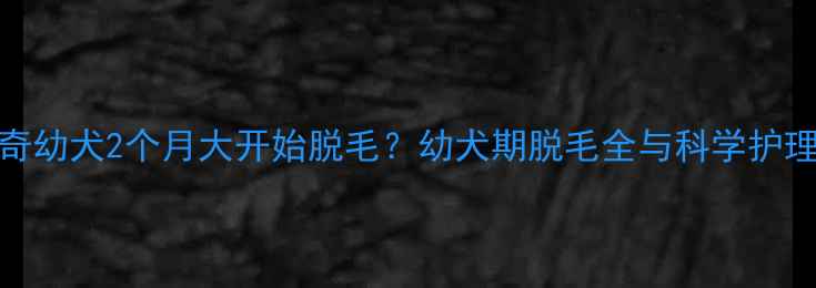 图片 哈士奇幼犬2个月大开始脱毛？幼犬期脱毛全与科学护理指南