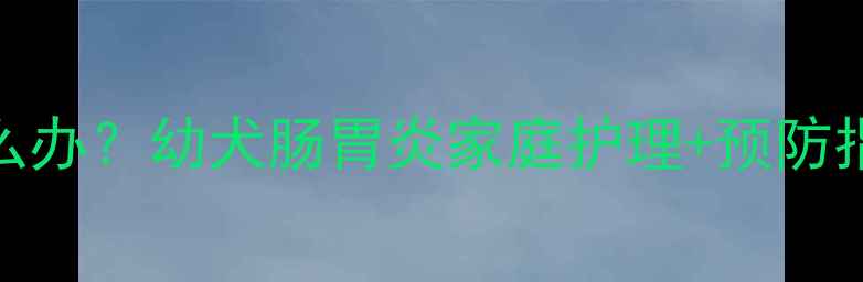 图片 哈士奇幼犬上吐下泻怎么办？幼犬肠胃炎家庭护理+预防指南（附紧急处理步骤）