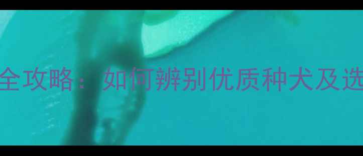 图片 哈士奇幼犬品相挑选全攻略：如何辨别优质种犬及选购避坑指南（推荐）