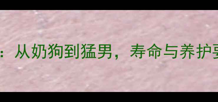 图片 哈士奇幼犬成长全记录：从奶狗到猛男，寿命与养护要点（附成长对比图）2