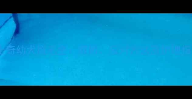 图片 哈士奇幼犬脱毛全：原因、应对方法及护理指南2