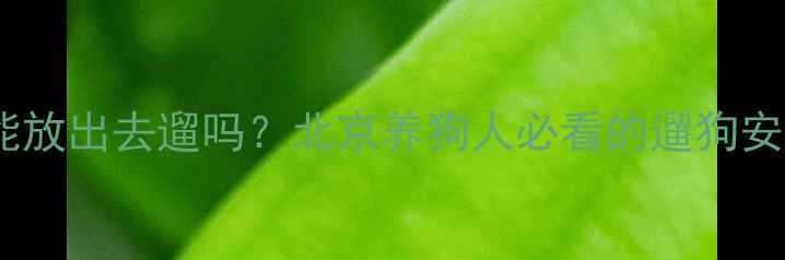 图片 哈士奇能放出去遛吗？北京养狗人必看的遛狗安全指南2