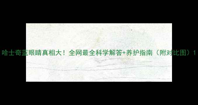 图片 哈士奇蓝眼睛真相大！全网最全科学解答+养护指南（附对比图）1