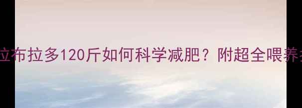 图片 大体重拉布拉多120斤如何科学减肥？附超全喂养指南🐾1