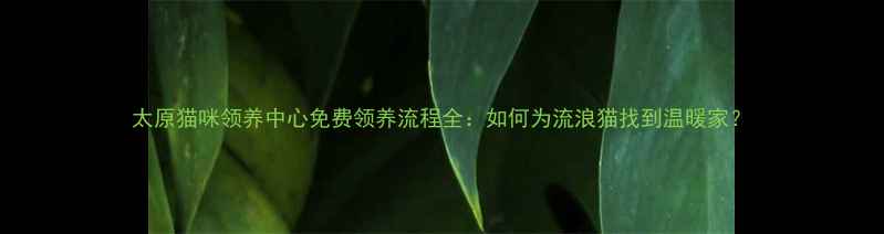 图片 太原猫咪领养中心免费领养流程全：如何为流浪猫找到温暖家？