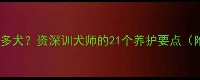 图片 如何科学养护拉布拉多犬？资深训犬师的21个养护要点（附成长全周期指南）1