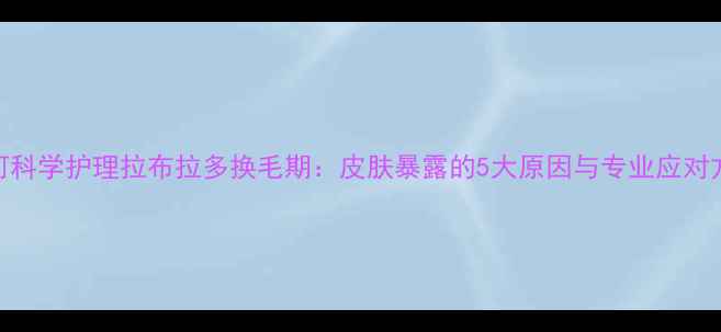 图片 如何科学护理拉布拉多换毛期：皮肤暴露的5大原因与专业应对方案
