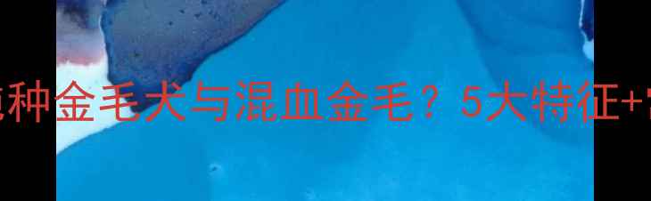 图片 如何辨别纯种金毛犬与混血金毛？5大特征+常见误区全